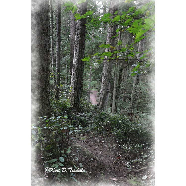 A Trail In The Forest
