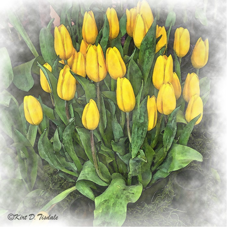 Yellow Tulip Cluster