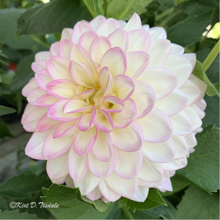 Soft Pink, Yellow And White Dahlia Bloom