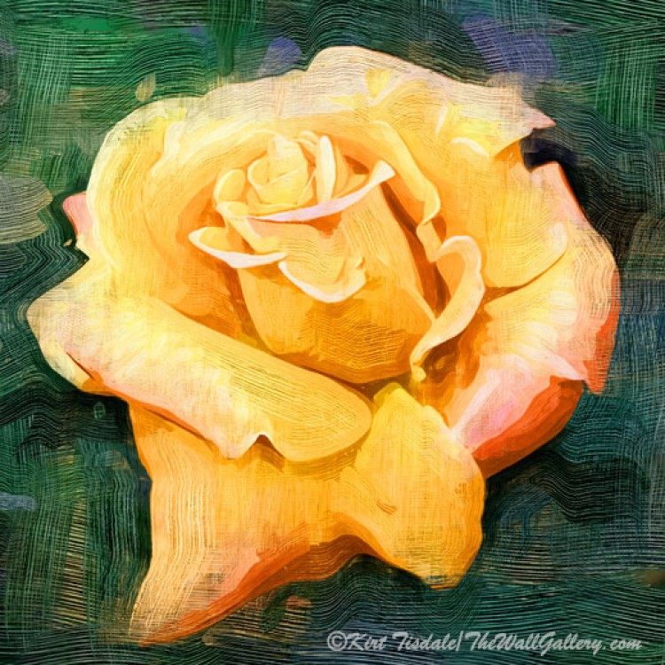 Yellow Rose Bloom In Oil