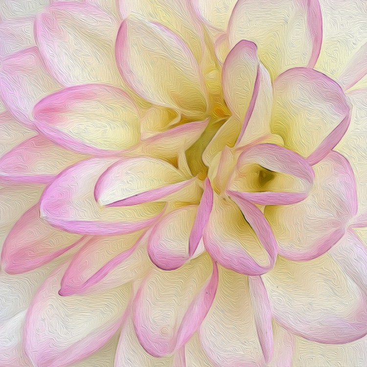 Soft Pink And Yellow Abstract Bloom