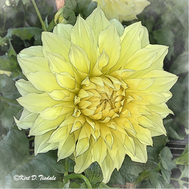 Dahlia Bloom Of Soft Yellow
