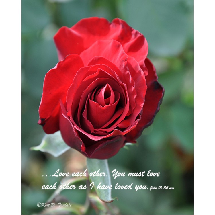 Love Each Other Red Rose Bloom
