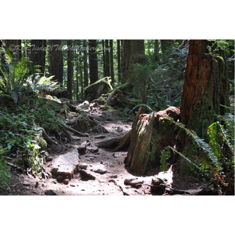 Sunlit Forest Trail