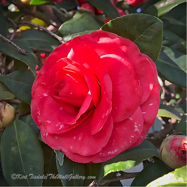 Red With White Accents Camellia Bloom