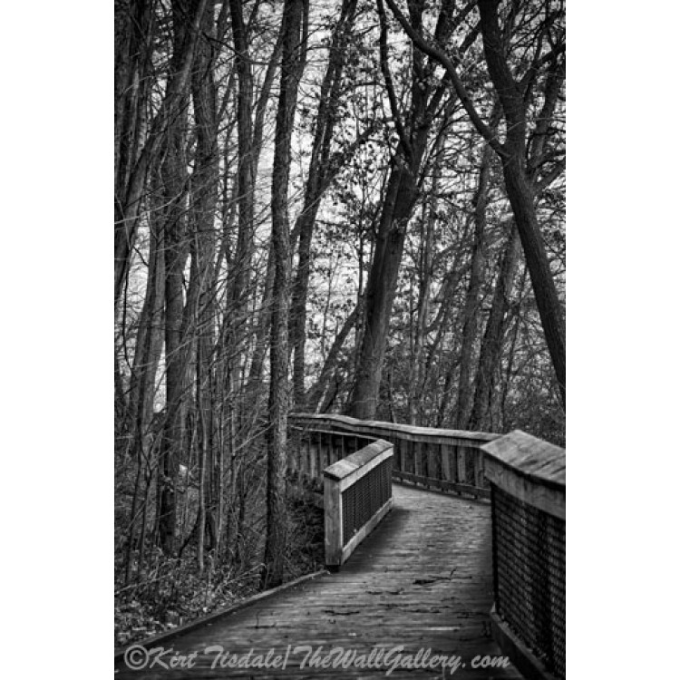 Wooden Walkway In The Woods