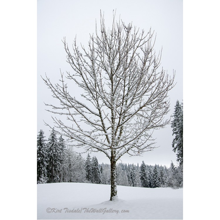 Lone Snow Covered Tree