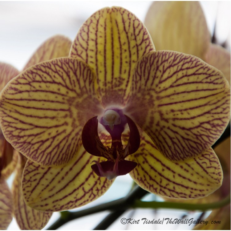 Regal Orchid Bloom