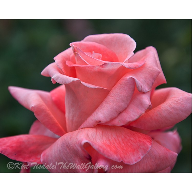 The Unfolding Of A Pink Rose Bud