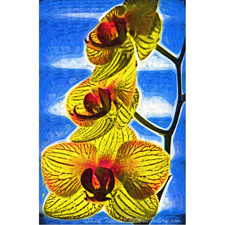 Three Yellow Orchid Blooms