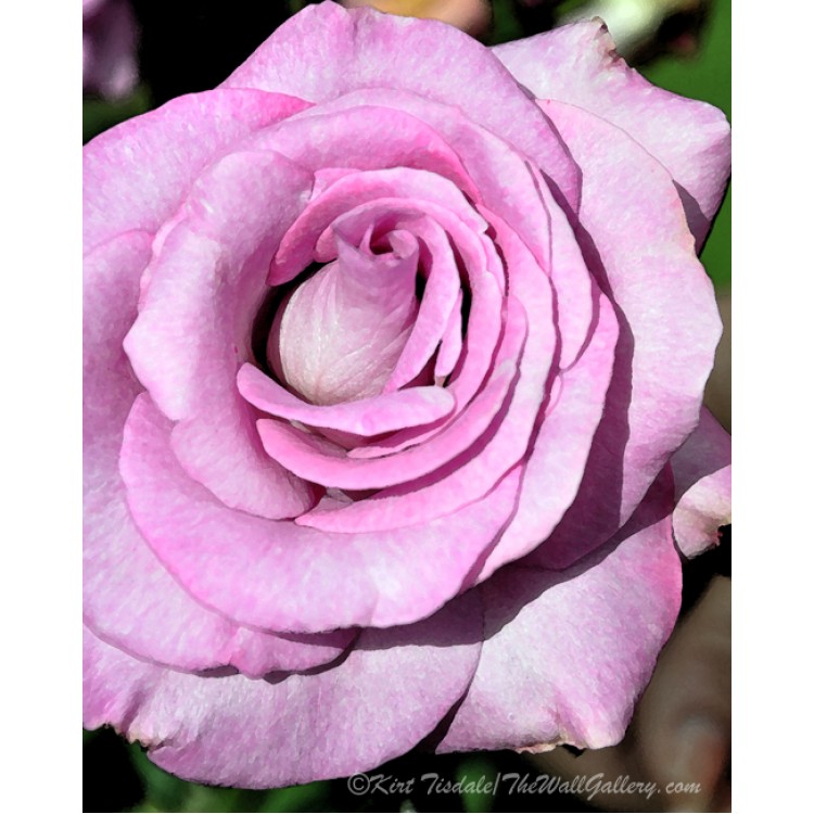 Purple Rose Bloom