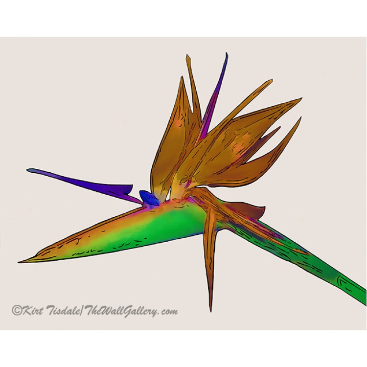 Tropical Bird Of Paradise Watercolor