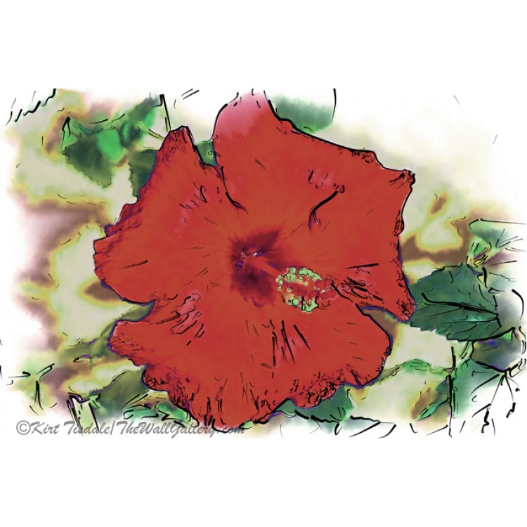Red Hibiscus Bloom